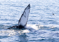LA-San Pedro-2015-9825