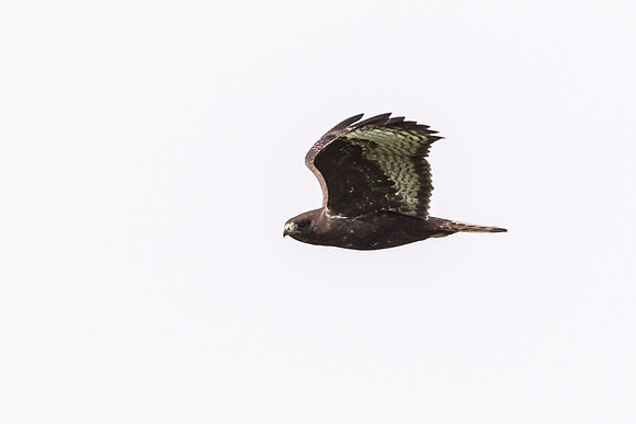 Harlan's Hawk