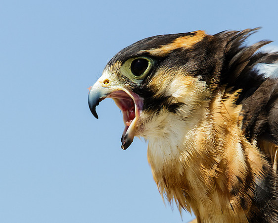 Cry of the Aplomado