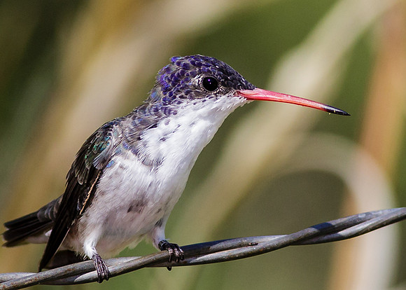 Violet Crowned Hummingbird - Male