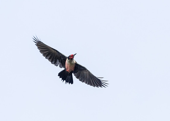 Lewis's Woodpecker
