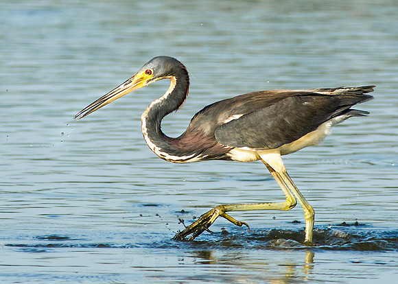 Tricolor strut