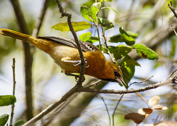 Bullocks  Oriole