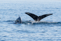 Two Humpback whales