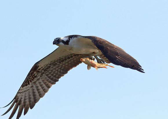 Osprey