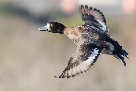 Scaup in flight...