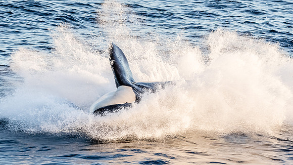 Splash down......