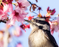 Downy Woodpecker