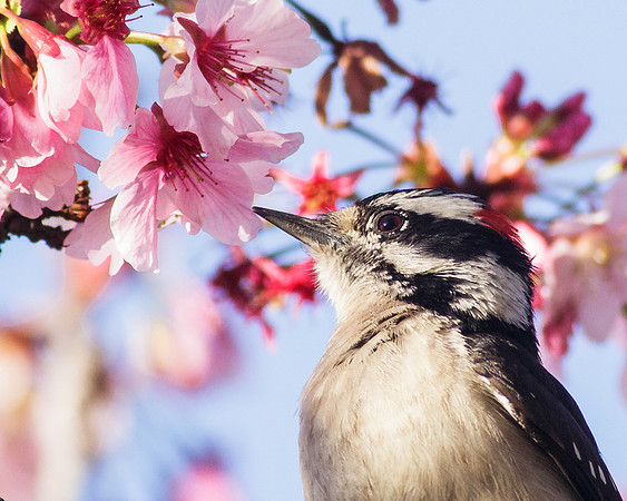 Downy Woodpecker
