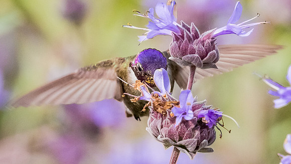 Costas Hummingbird