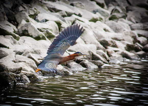 Green Heron