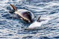 LB-WhaleWaching-2015-6718