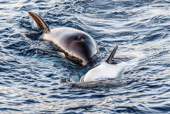 LB-WhaleWaching-2015-6718