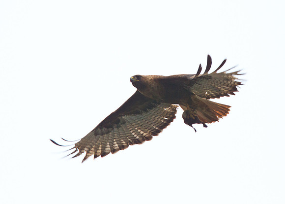 Red-Tailed Hawk female