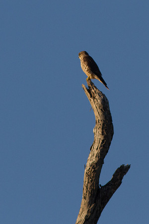 BolsaChica2011-0688