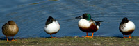 Four Ducks