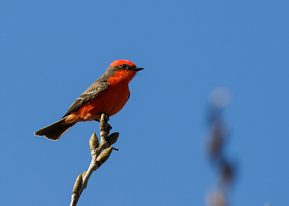 Vermillion Flycatcher