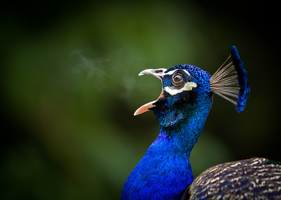 Morning breath - Peacock