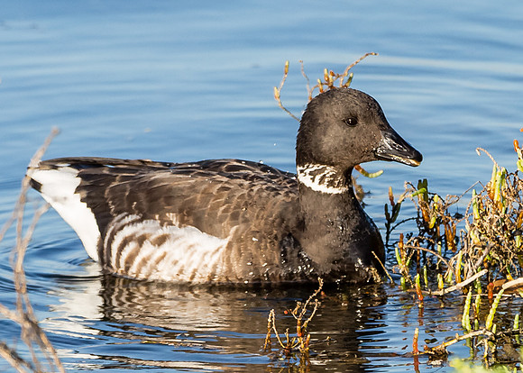 Brant
