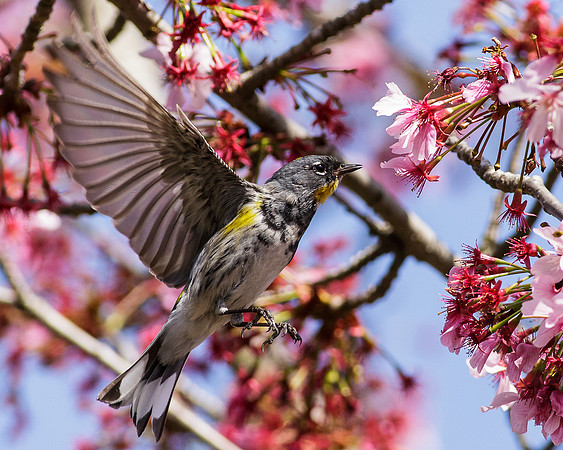 Yellow-rumped Warbler