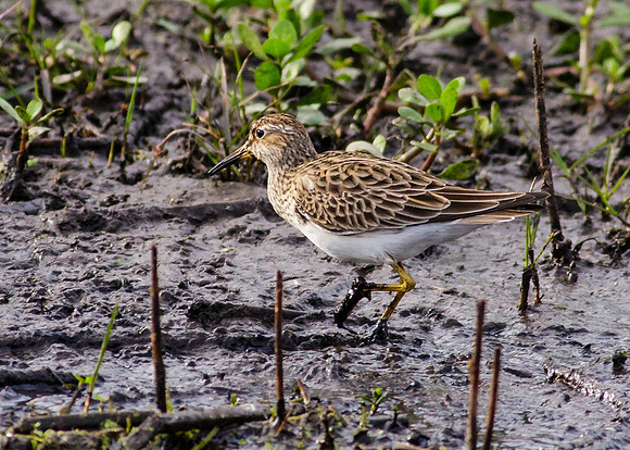 Pectoral Sandpiper