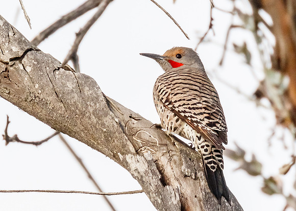 Northern Flicker