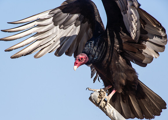 Turkey Vulture
