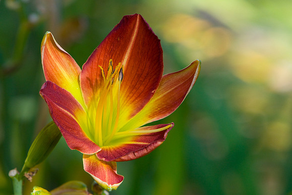 La-arboretum-116