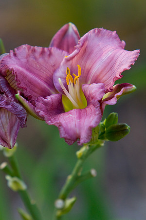 La-arboretum-62