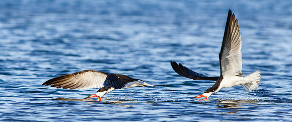 Tandem Skimming