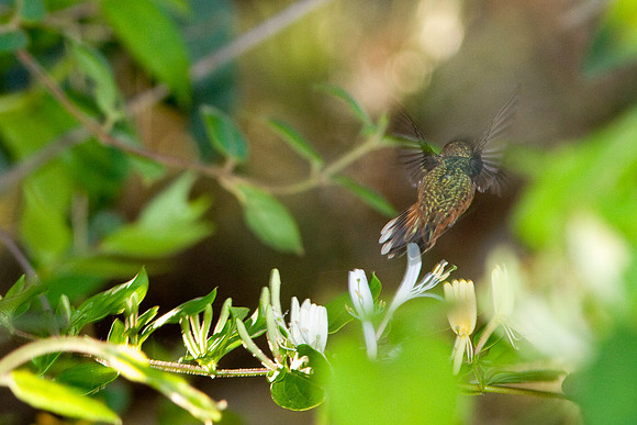 Feathery Exit