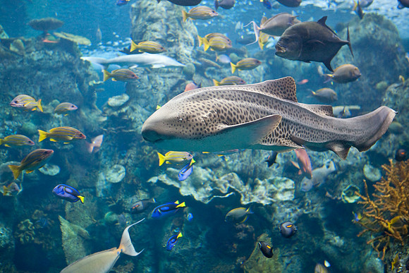 LB-aquarium-9926