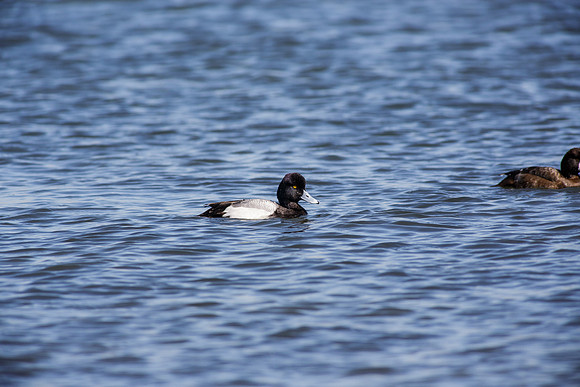 BolsaChica2013-2373