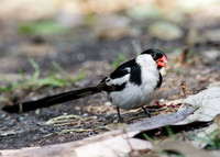 Pin-tailed Whydah