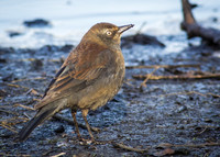 Rusty Blackbird