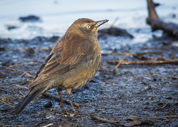 Rusty Blackbird