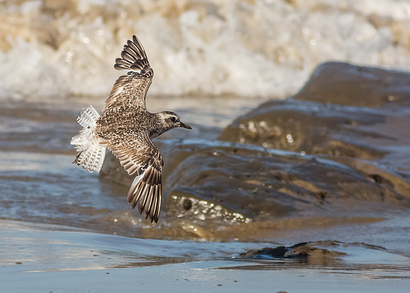 Plover Flight