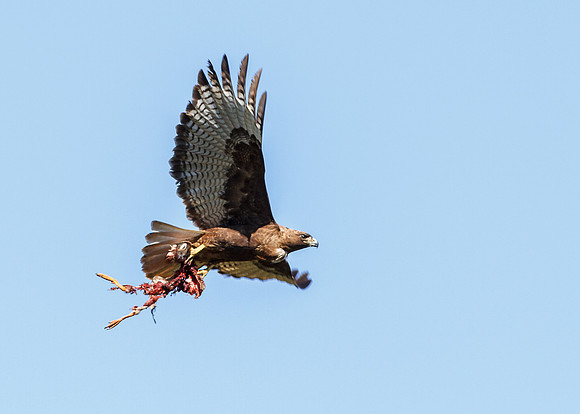 Female Red-Tailed Hawk in flight