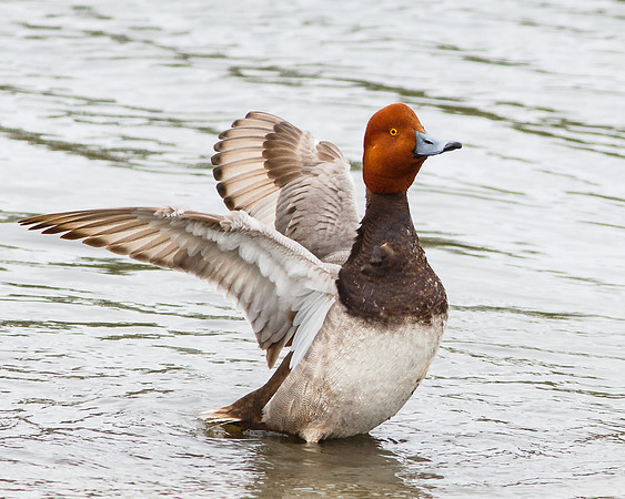 Male Redhed