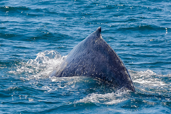 NB-whale watching-5522