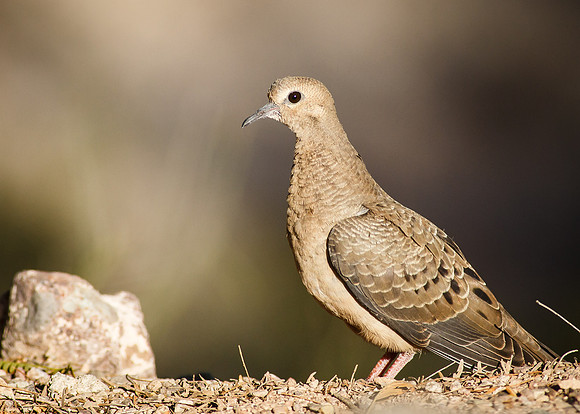 Common Ground Dove