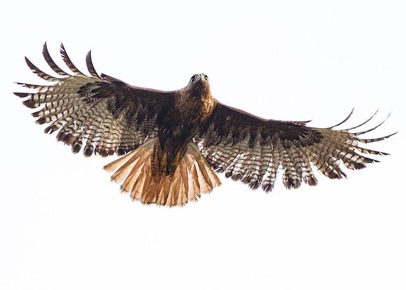 Female Red-Tailed Hawk in flight