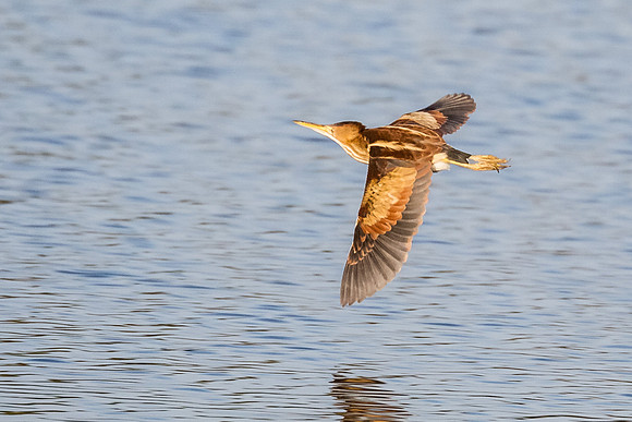 Cruising over the pond