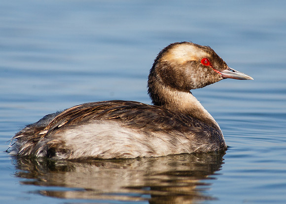 Horned Grebe