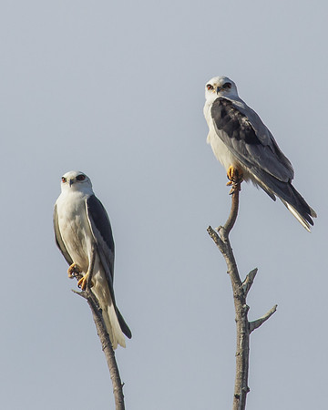 Dangerous Pair