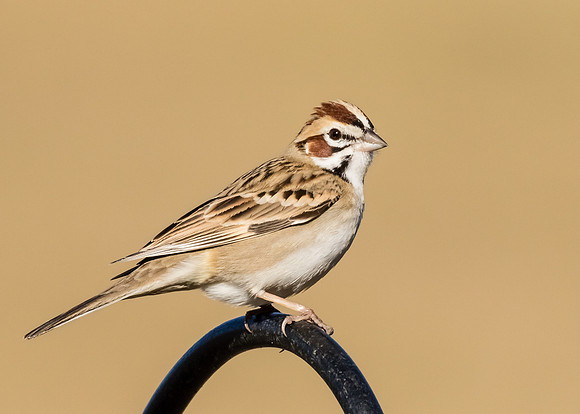 Lark Sparrow
