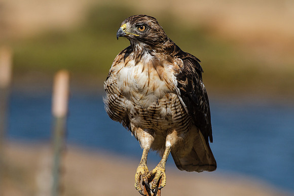 BolsaChica-2012-9362