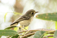 Hutton's Vireo