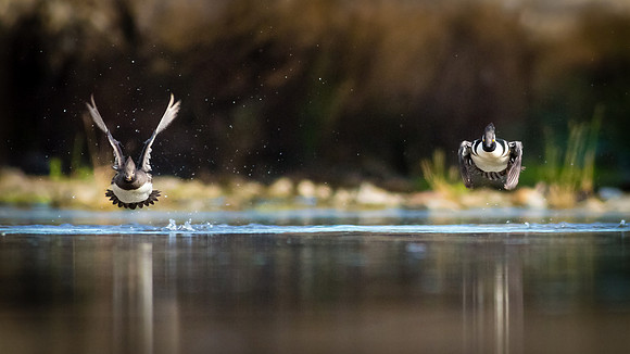 Mergansers coming at ya......
