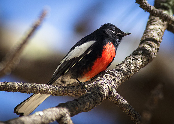 Male Painted Redstart